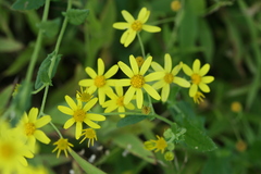 Senecio dalzellii